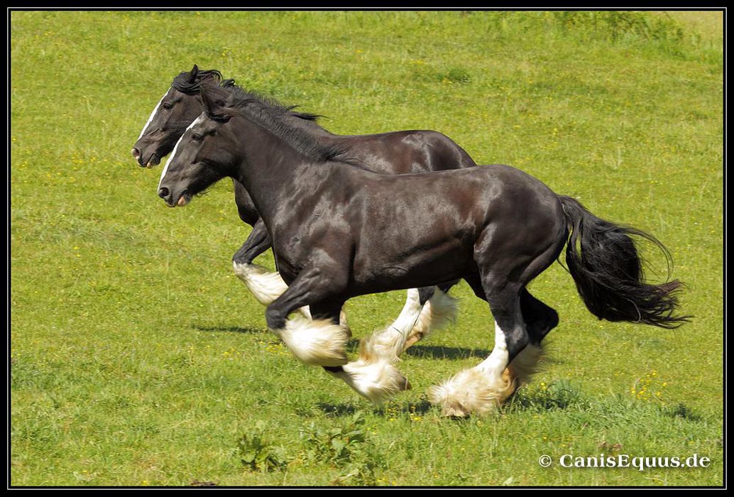 horses_canisequus__IMG_2578