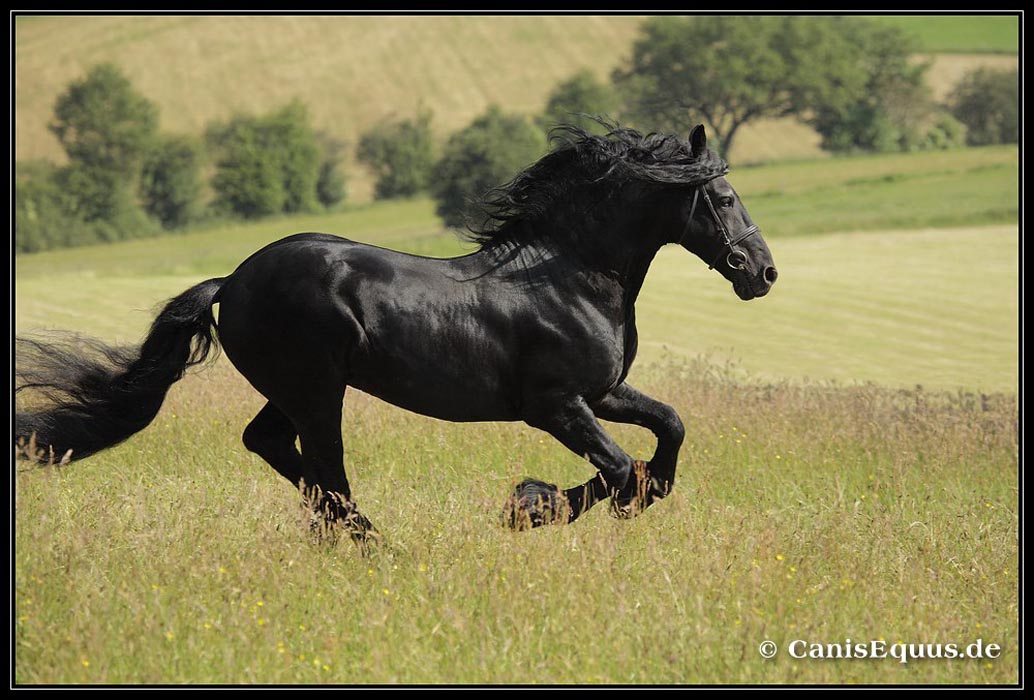 horses_canisequus___MG_3772