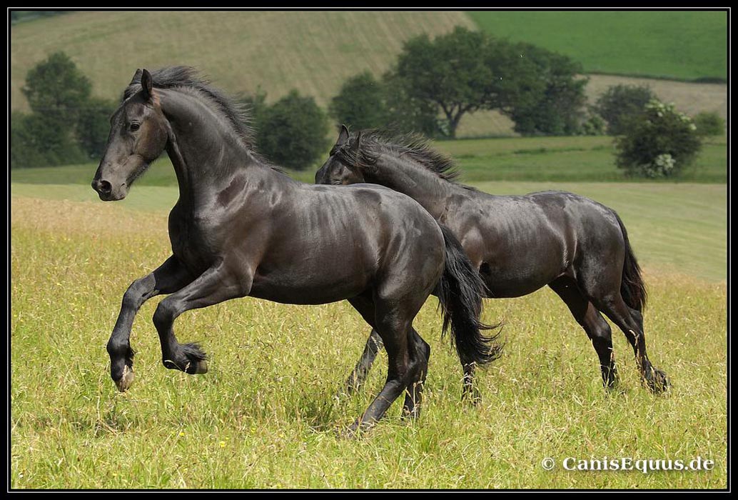 horses_canisequus___MG_4198