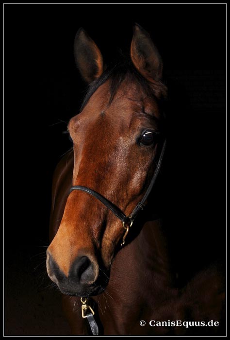 horses_canisequus___MG_8842