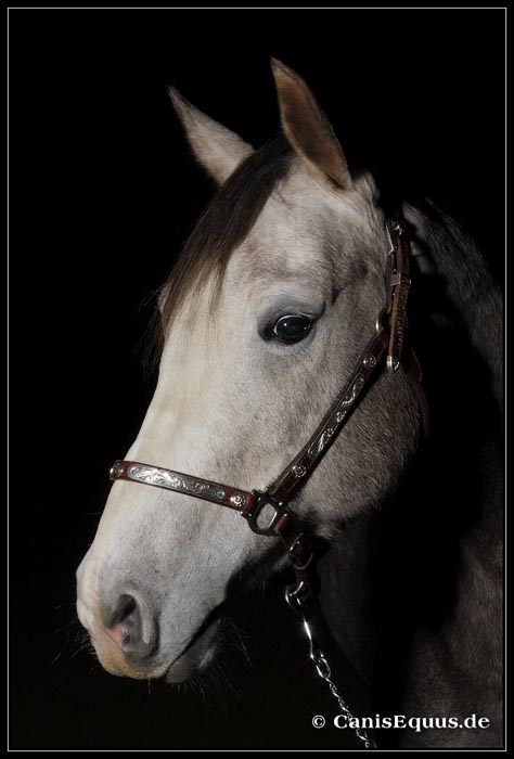 horses_canisequus___MG_8991