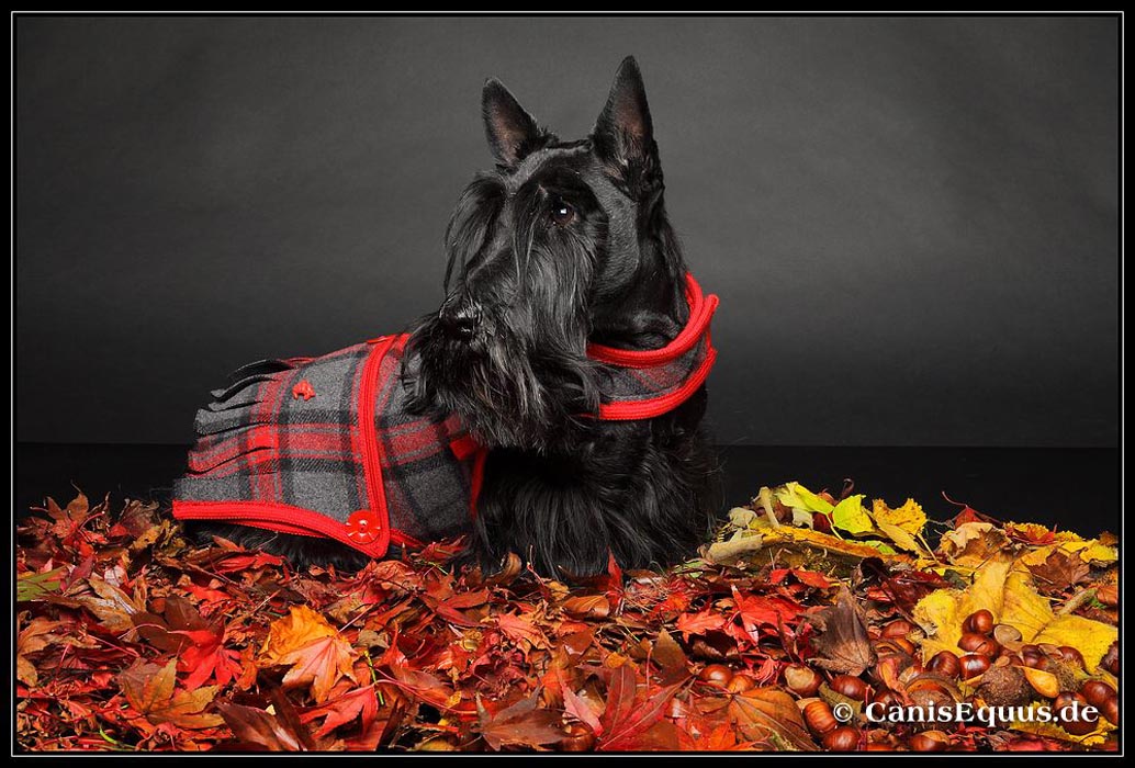 scotties_IMG_3286