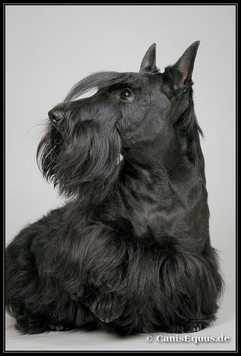 scotties_IMG_3486