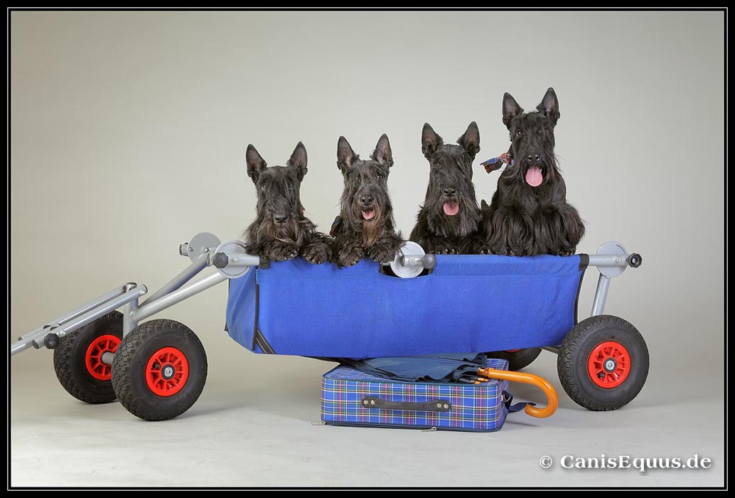 scotties_IMG_4874