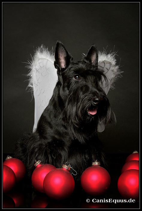 scotties_IMG_6032